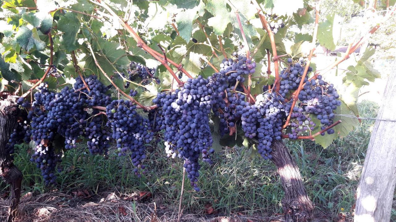 Le Clos D'Almide Monestier  Zewnętrze zdjęcie
